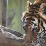 Alabama-Gulf-Coast-Zoo_Desktop_AL