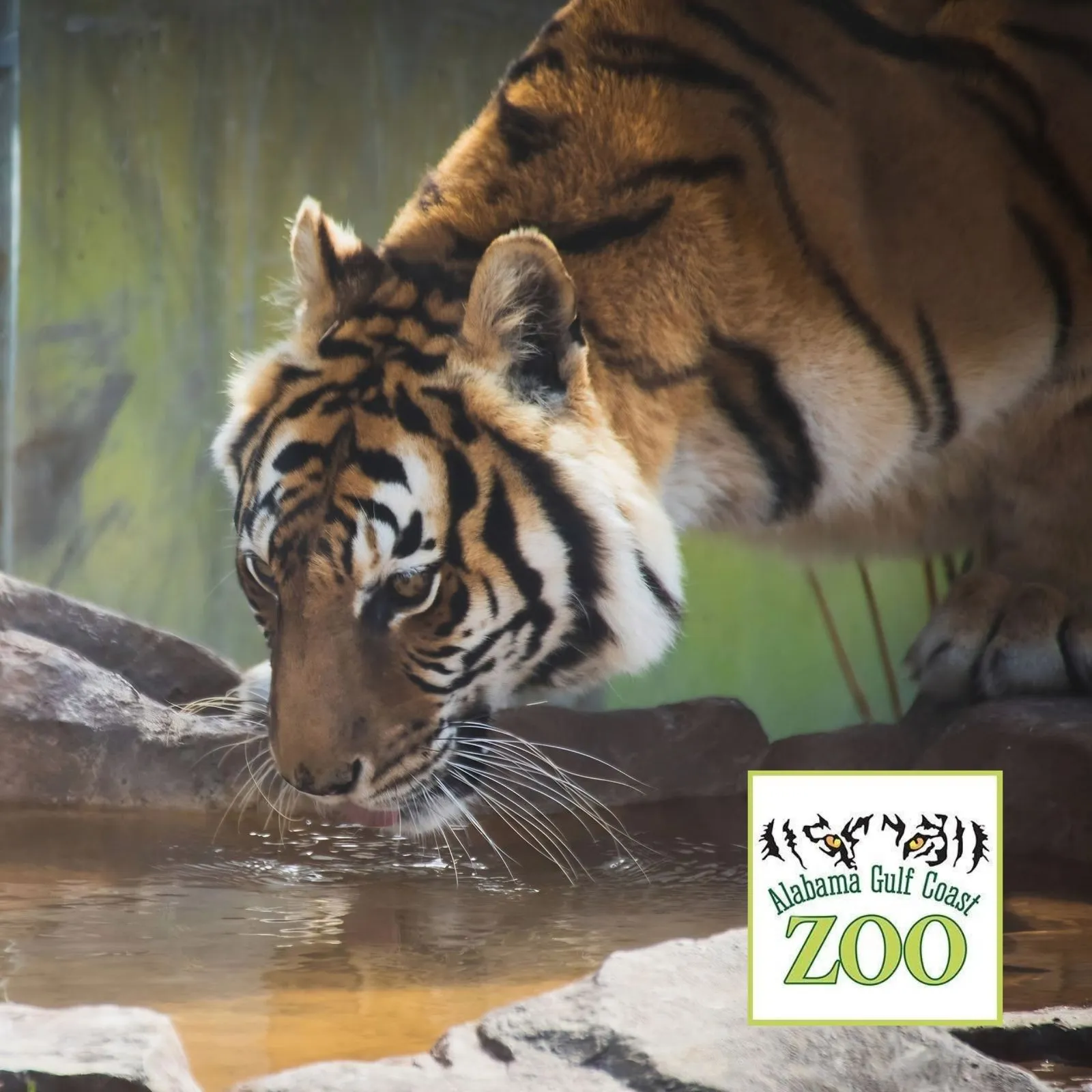 Alabama-Gulf-Coast-Zoo_Mobile_AL